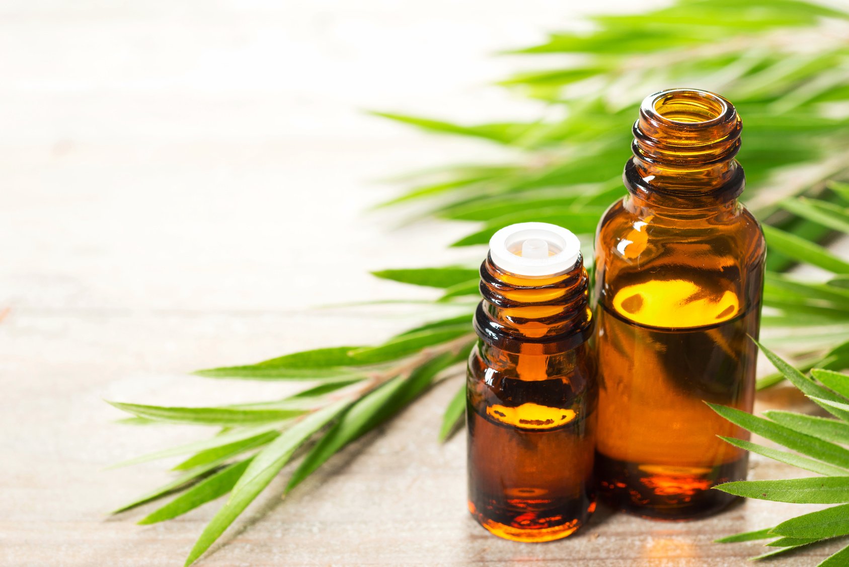 Fresh Tea Tree Leaves And Essential Oil