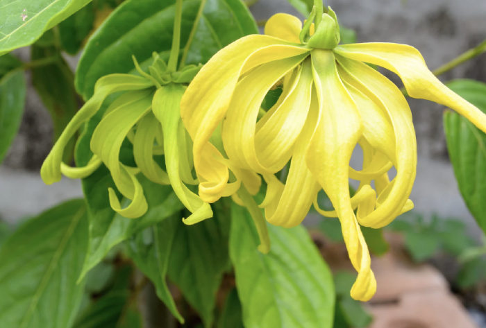 witchy perfumes Health and Wellness