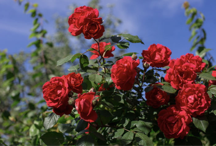 witchy perfumes Love and Relationships