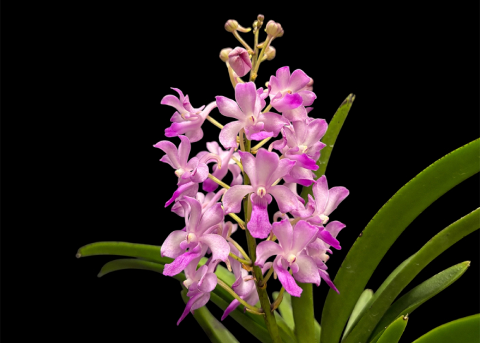 Vandachostylis Fuchs Ocean Spray