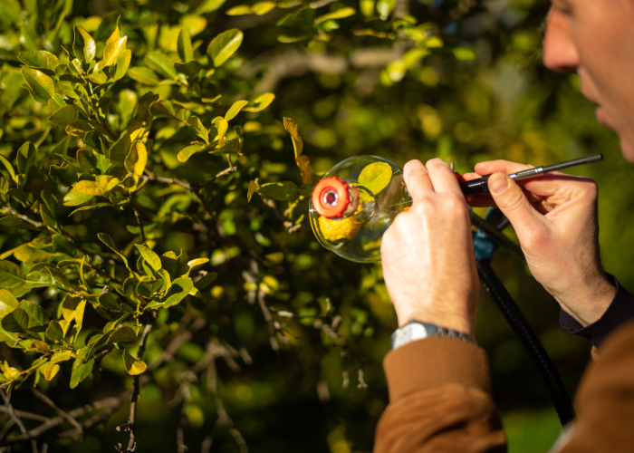 sustainable scent innovation