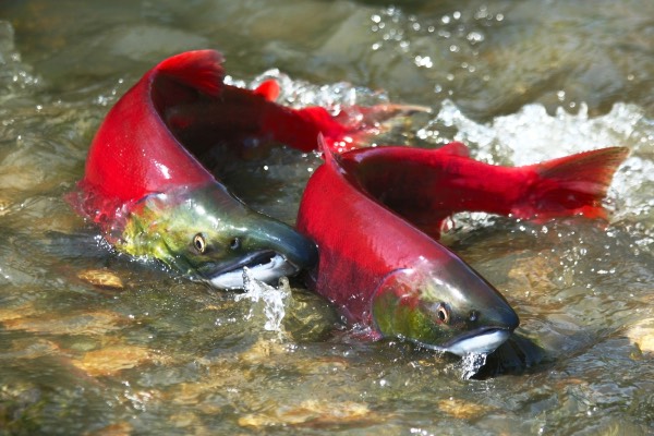 salmon 